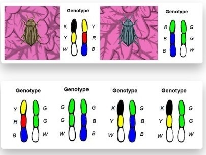 Assuming sexual reproduction and that no mutations have occurred, which of the following-example-1