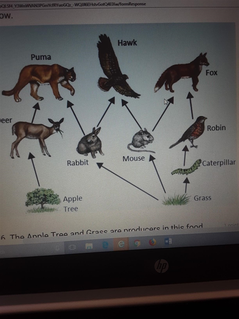 many food chains can be found in this food web describe a food chain from this food-example-1