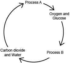 30 POINTS! The diagram below shows the interrelationship between two processes. Arrows-example-1