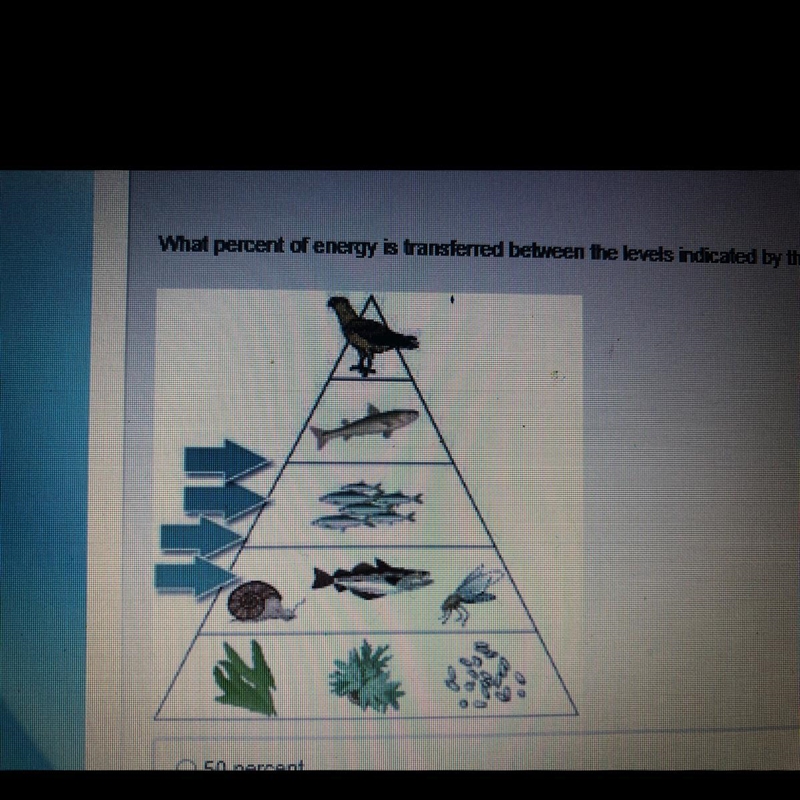 What percent of energy is transferred between the levels indicated by the blue arrow-example-1