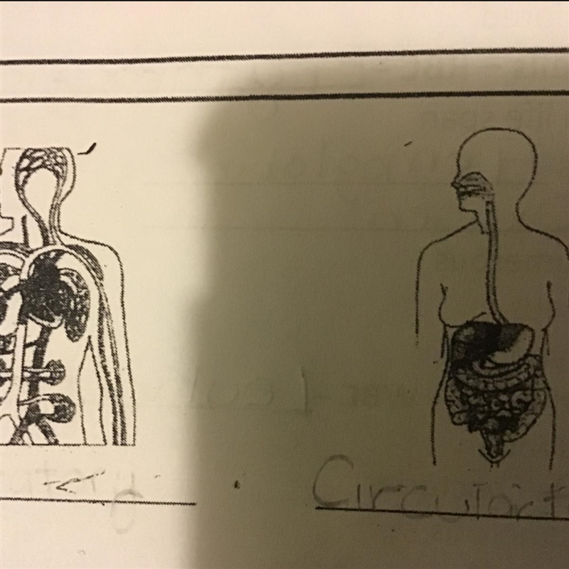 Identify each of the two systems-example-1