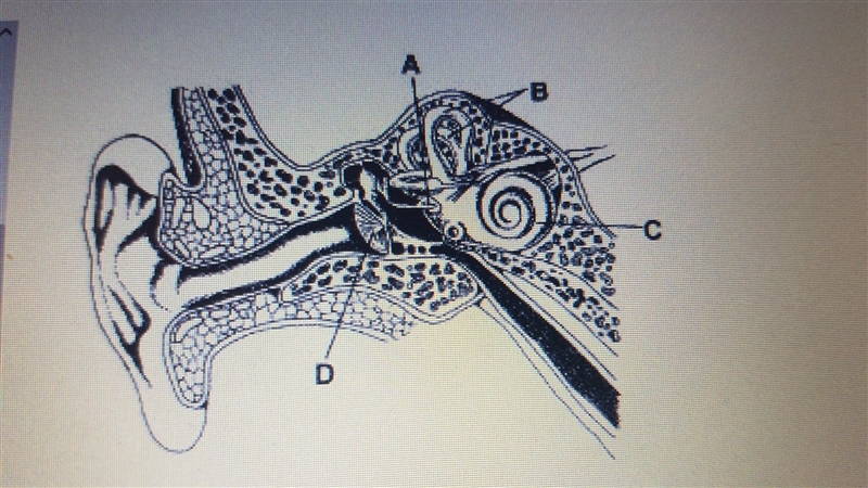 Which structure in the figure below is commonly injured by people inserting cotton-example-1