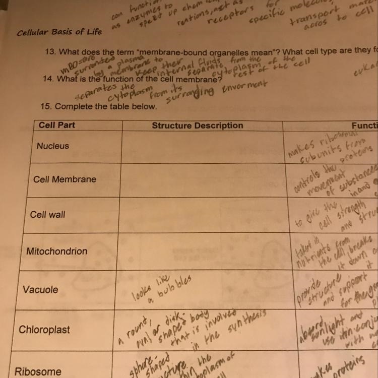 What is the structure of mitochondrion, cell wall, cell membrane, and the nucleus-example-1