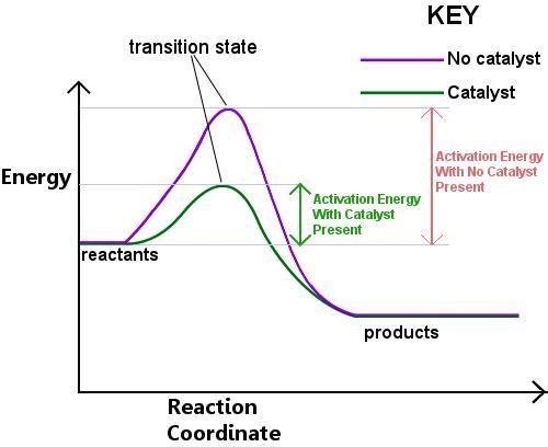 How does the presence of a catalyst affect the activation energy of a reaction? It-example-1