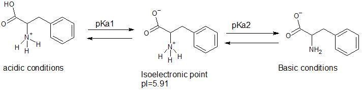 The pKa values for the carboxy and ammonium protons of phenylalanine are 2.58 and-example-1