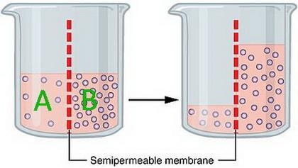 Solution A contains 5 molecules of albumin (protein) and solution B contains 12 molecules-example-1