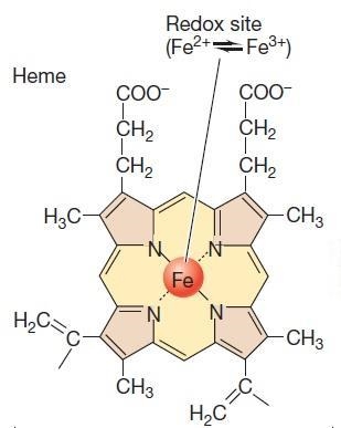 Cytochromes are critical participants in the electron transport chains used in photosynthesis-example-1