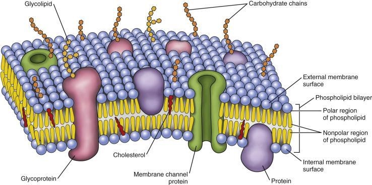 The type of molecules that make up the majority of the cell membrane are A. carbohydrates-example-1