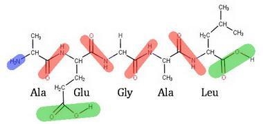 The peptide alanylglutamylglycylalanylleucine has: No free carboxyl groups Four peptide-example-1