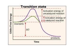 Which indicates the energy that must be absorbed to initiate the reaction?-example-1