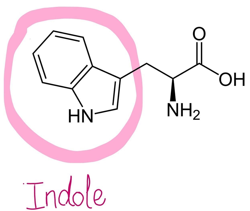 (c) Draw the structure of any two aminoacids which bears a heterocyclic unit as all-example-1