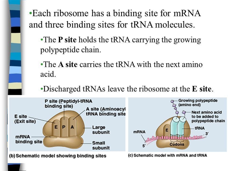 Every ribosome has three tRNA binding sites: the A site, the P site, and the E site-example-1