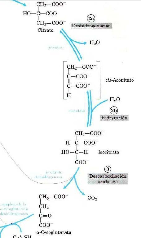 The text describes the first three reactions of a metabolic pathway. Complete the-example-1