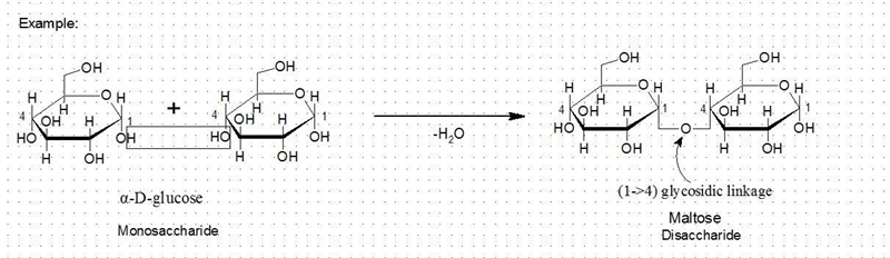 A glycosidic bond can join two monosaccharide molecules to form a disaccharide.(T-example-1