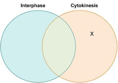 Trudy made this Venn diagram comparing interphase and cytokinesis. Which statement-example-1