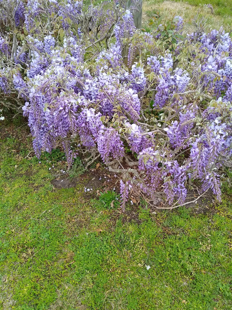 What type of flower is this? This is for a science project.-example-1