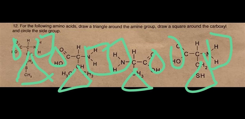 For the following amino acids, draw a triangle around the amine group, draw a square-example-1