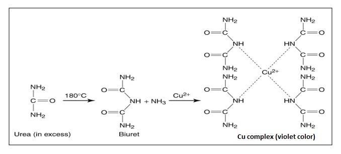 Which explains the basis of the Biuret test? a. Under base conditions, copper ions-example-1