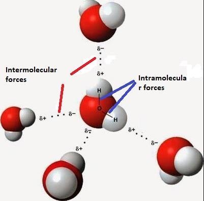 Study the image below of water molecules interacting with one another, Then answer-example-1