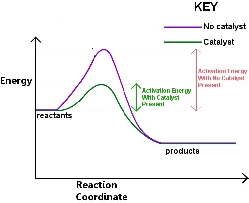 How does a catalyst increase the speed of a reaction? A. The catalyst eliminates the-example-1