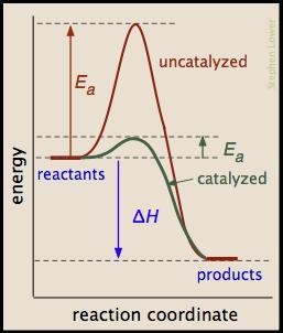 A general term for a chemical which accelerates a reaction without becoming chemically-example-1