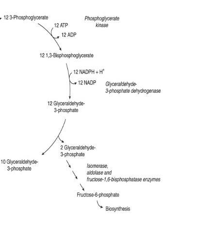 Some herbicides inhibit the electron transport chain in the thylakoid membrane. Without-example-1