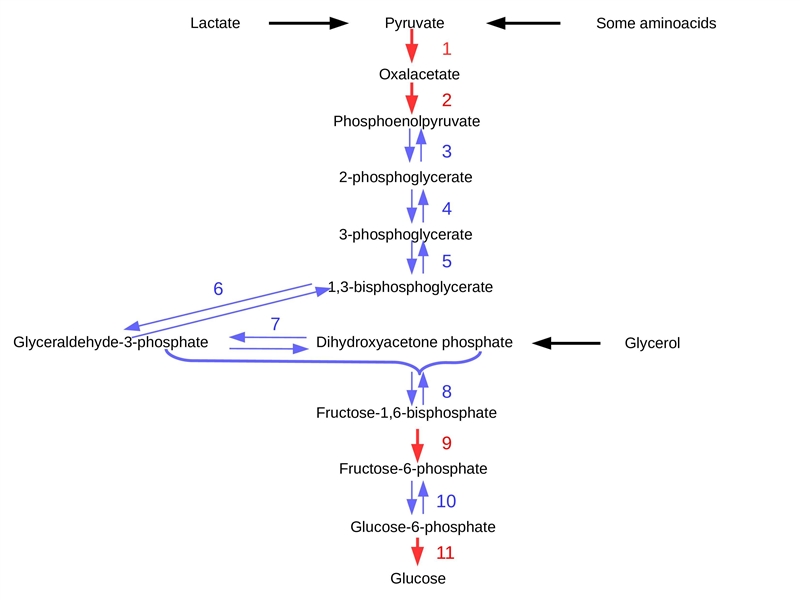 Glycolysis and gluconeogenesis share multiple enzymes. This is possible because the-example-1