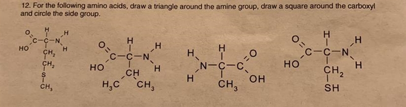 For the following amino acids, draw a triangle around the amine group, draw a square-example-1