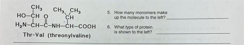 5. How many monomers take up the molecule to the left? 6. What type of protein is-example-1