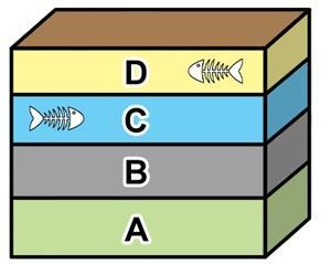 PLZ HURRY The hypothesis that the fossil in layer D is younger than the fossil in-example-1