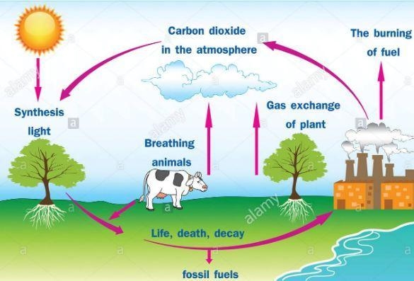 The cycle repeats when the carbon stored in the atmosphere as carbon dioxide gas is-example-1