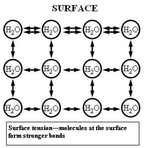 Describing the Effects of Surfactar The forces between water molecules are stronger-example-1