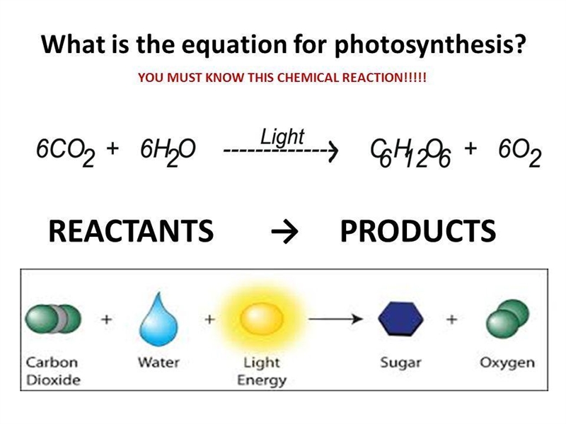 What do you call everything to the "right" of the arrow in a chemical reaction-example-1