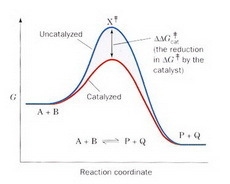 Explain Why a catalyst does not increase the amount of product that can form-example-1