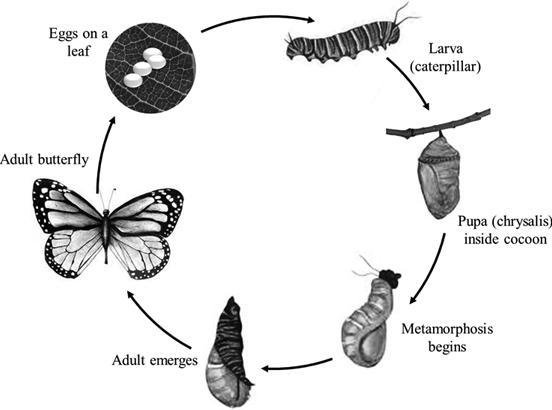 The life cycle represents the process of 1 separation from parent 2 asexual reproduction-example-1