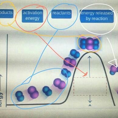 Identify the four parts of the potential energy diagram.-example-1