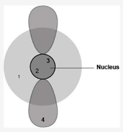 The diagram shows four different locations in an atom. A shaded circle is shown, labeled-example-1