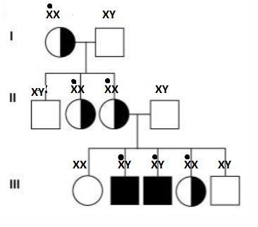 Refer to the figure showing a pedigree of a family affected by an x-linked recessive-example-1