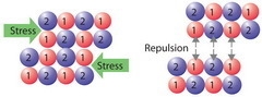 Which property of ionic bonds is illustrated on the right? What other physical properties-example-1