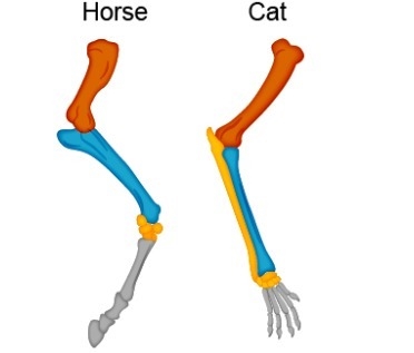 The diagram shows the structures of horse and cat forelimbs. What does the diagram-example-1