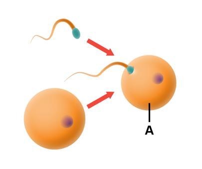 The diagram shows sexual reproduction. What is forming at point A? flagella sperm-example-1