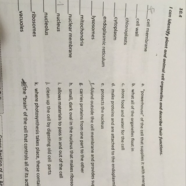 What is the cell wall & the chloroplasts?-example-1