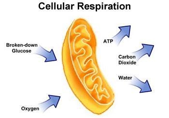 Someone plz help fast !!!!!!!!!!!!!!!!!! Which part of the cell does this illustration-example-1