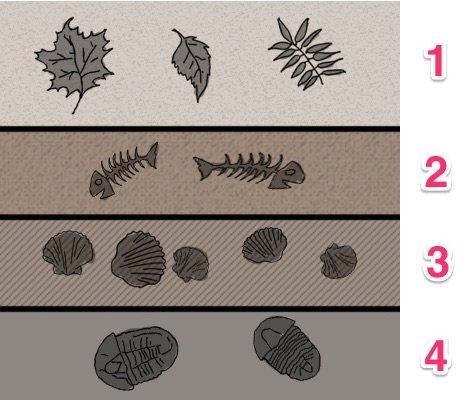 Layers of rock containing fossils, like the layers illustrated here, are MOST LIKELY-example-1