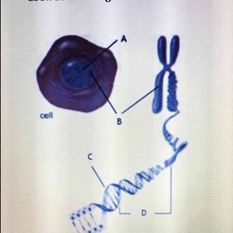 Look at the image above. Which statement below is NOT accurate? A) A= nucleus B) B-example-1