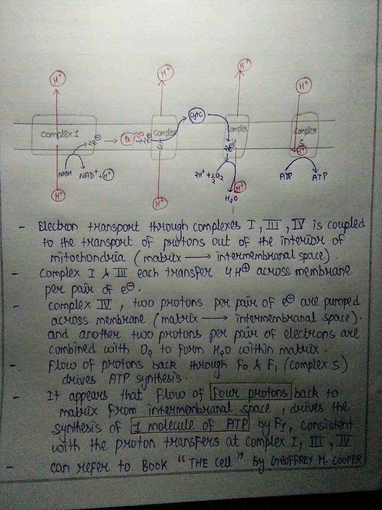 A mitochondrial membrane complex consisting of ATP synthase, adenine nucleotide translocase-example-1