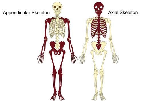 What is the difference between the axial and appendicular skeleton?-example-1