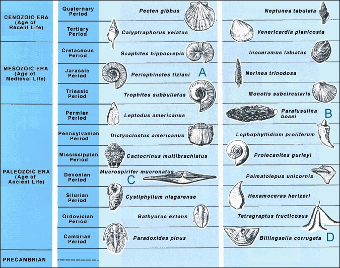 In the following diagram, four different index fossils are labeled: Which of the labeled-example-1