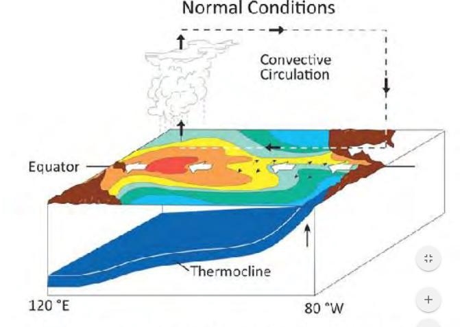 The large-scale motions in the atmosphere show a convection cell (convective loop-example-1