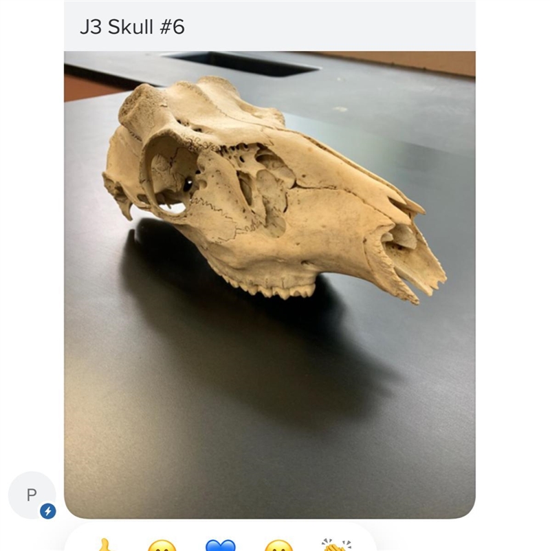 What animal skull is this-example-1